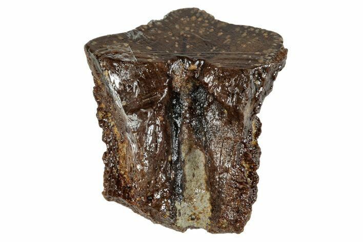 Dinosaur (Triceratops) Tooth - Wyoming #265831